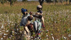 Puma, Rewe und C&A fördern Cotton made in Africa